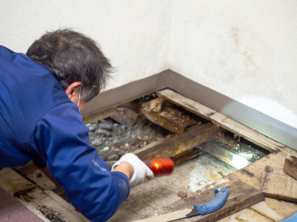 Best Health and Safety Mold Remediation in Wabasso, FL