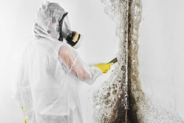 Best HVAC Mold Remediation in Wabasso, FL