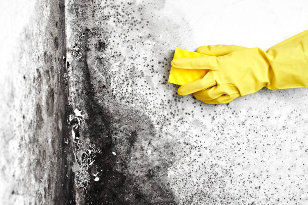 Best Basement Mold Remediation in Wabasso, FL