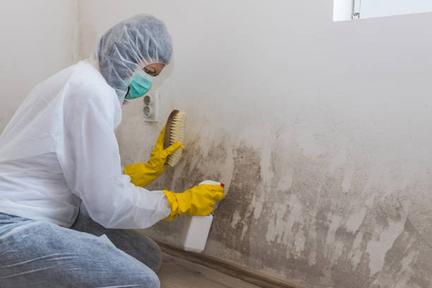 Best Residential Mold Remediation in Wabasso, FL