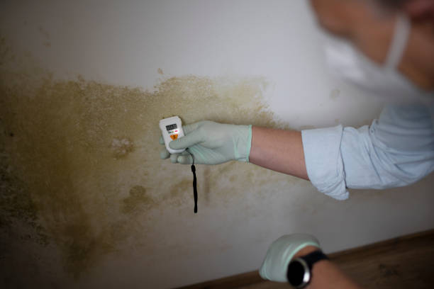 Best Localized Mold Remediation (e.g., coastal areas, humid climates) in Wabasso, FL