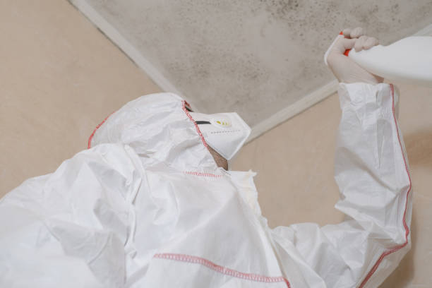 Best Residential Mold Remediation in Wabasso, FL