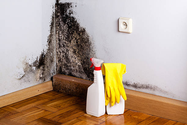 Best White Mold Remediation in Wabasso, FL
