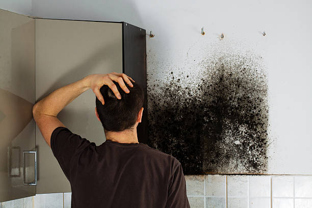 Trusted Wabasso, FL Mold Remediation Experts